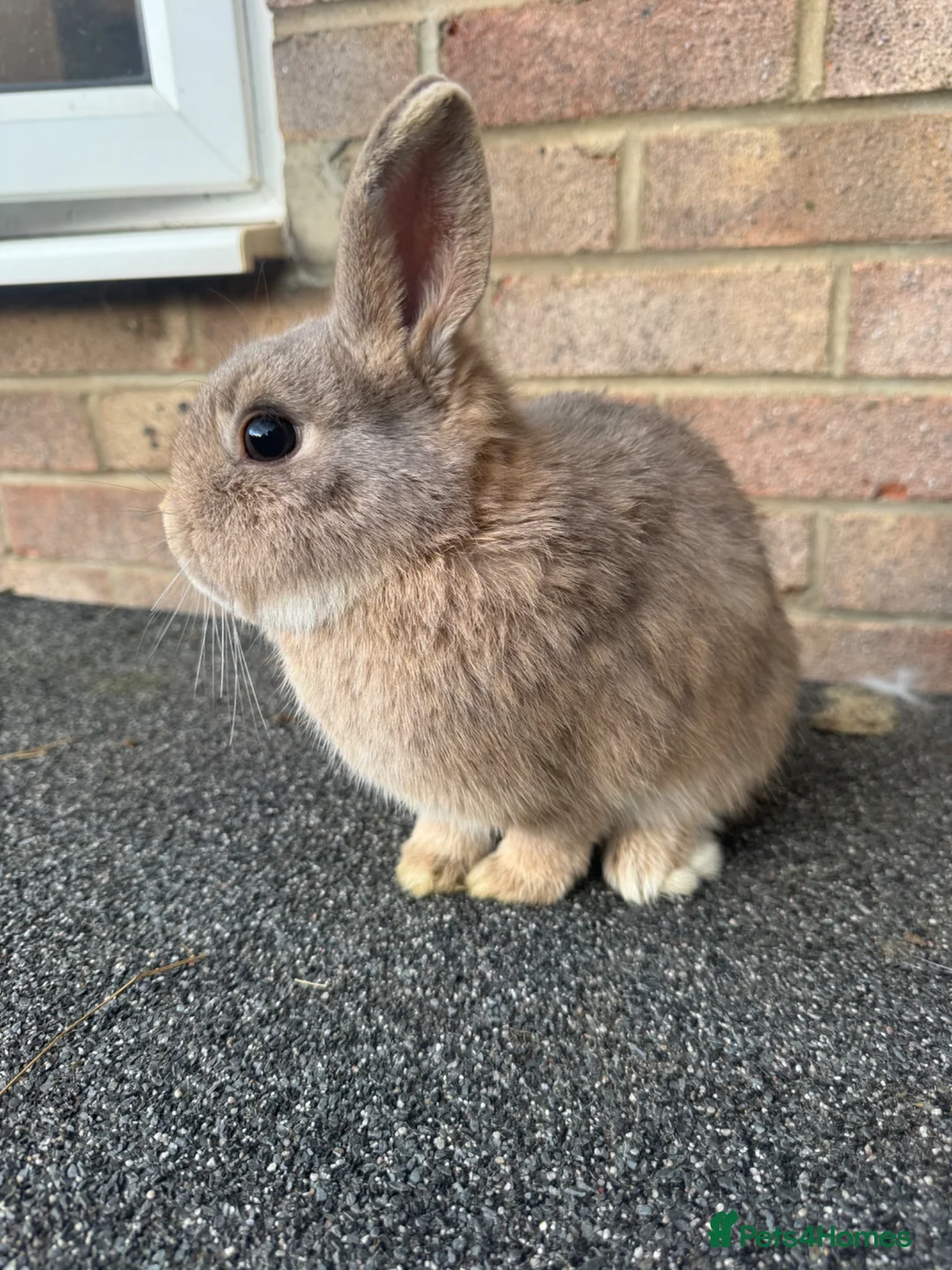 Mixed Breed rabbits for sale: Banjo  in Kettering - Advert 3