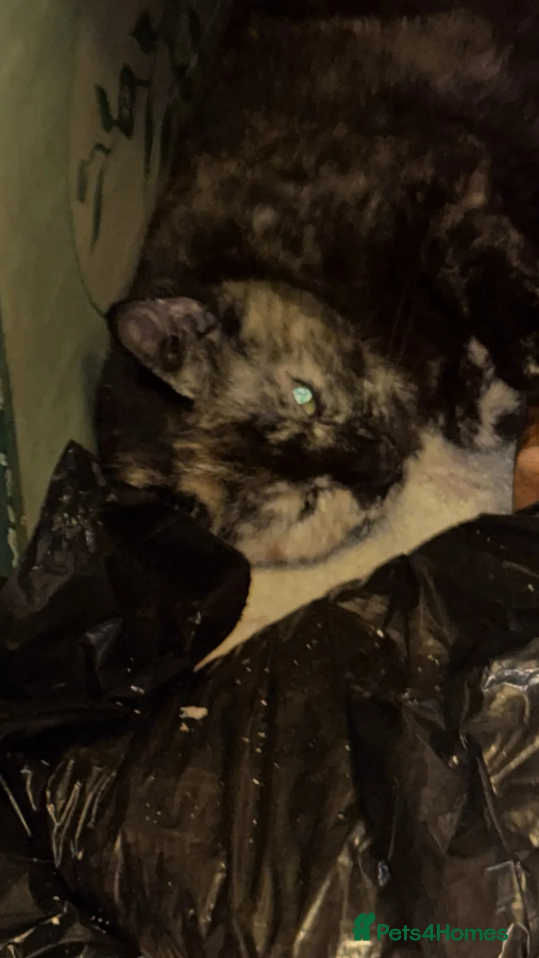 Domestic Shorthair cats for adoption: 🐾 Meet Marbles 🧡 1 yr old rescue cat needs home - Advert 4