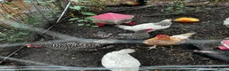 Hens poultry for sale: Hens for sale £15 each mix - Advert 2