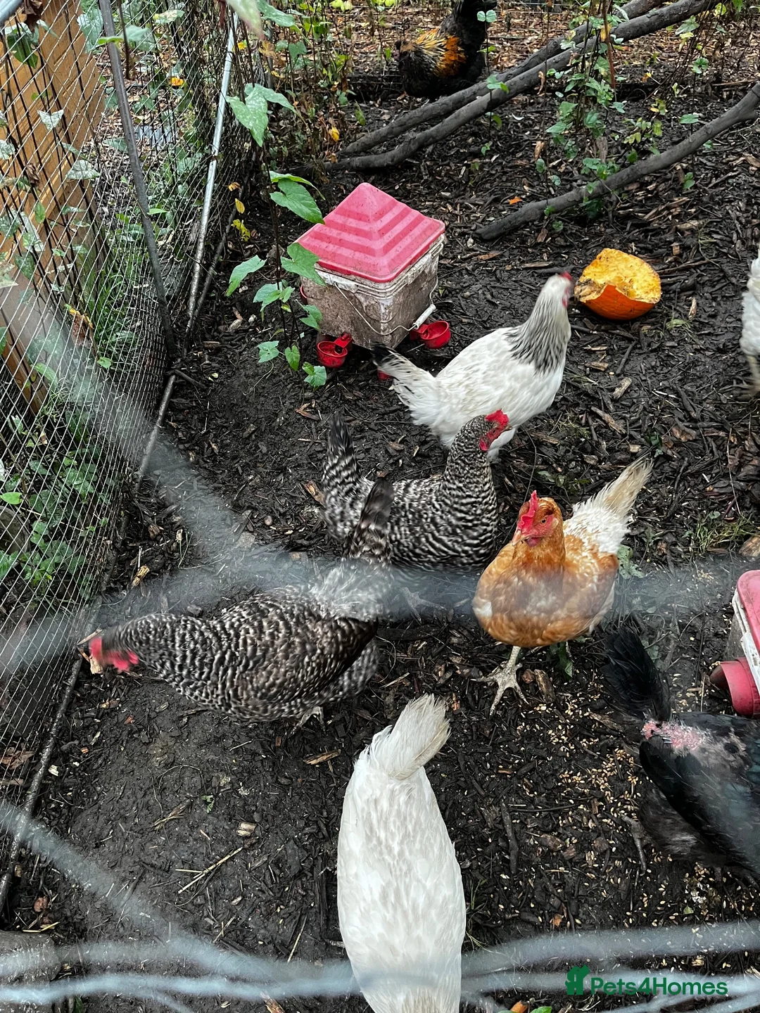Hens poultry for sale: Hens for sale £15 each mix - Advert 2