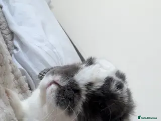 English Lop rabbits Male Lop - Advert 10