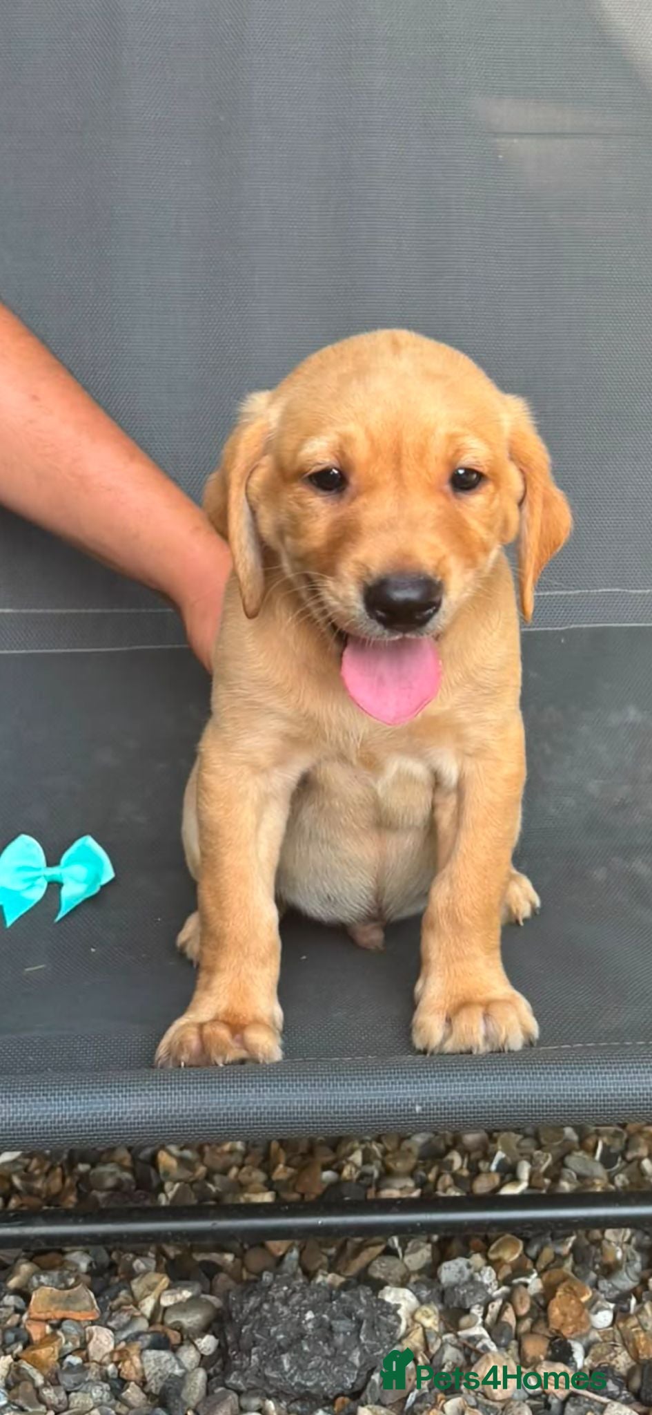 Labrador Retriever dogs Kc registered Working labrador puppies  - Advert 2