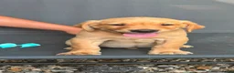 Labrador Retriever dogs for sale: Kc registered Working labrador puppies  - Advert 2
