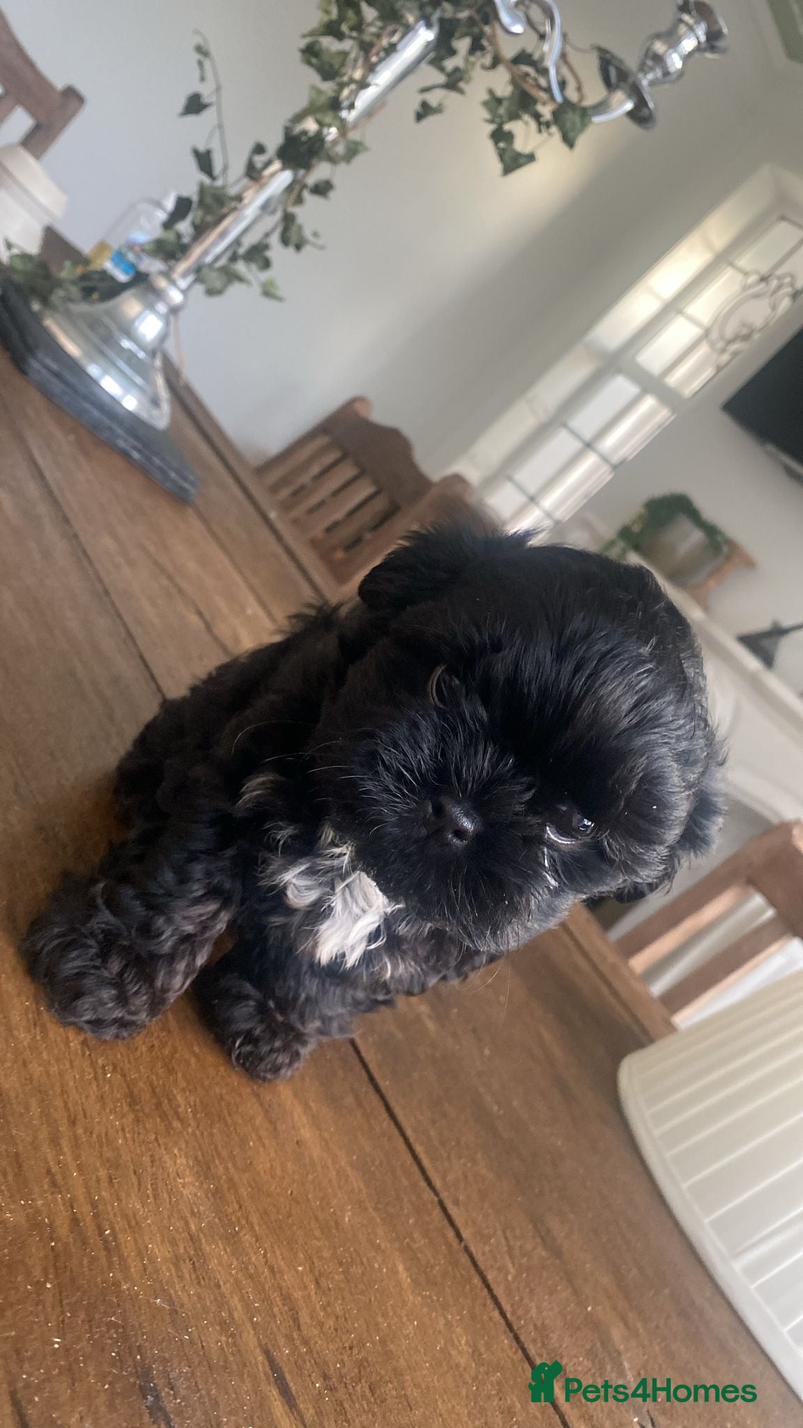 Malshi dogs Coco the Malshi pup - Advert 2