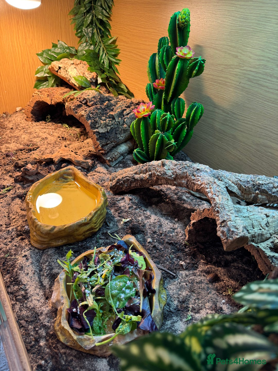 Bearded Dragon reptiles for sale: Bearded Dragon with full set up  - Image 5