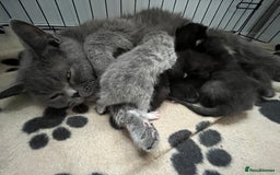 British Shorthair cats for sale: British blue x - Image 4
