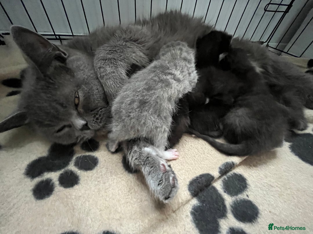 British Shorthair cats for sale: British blue x - Image 4