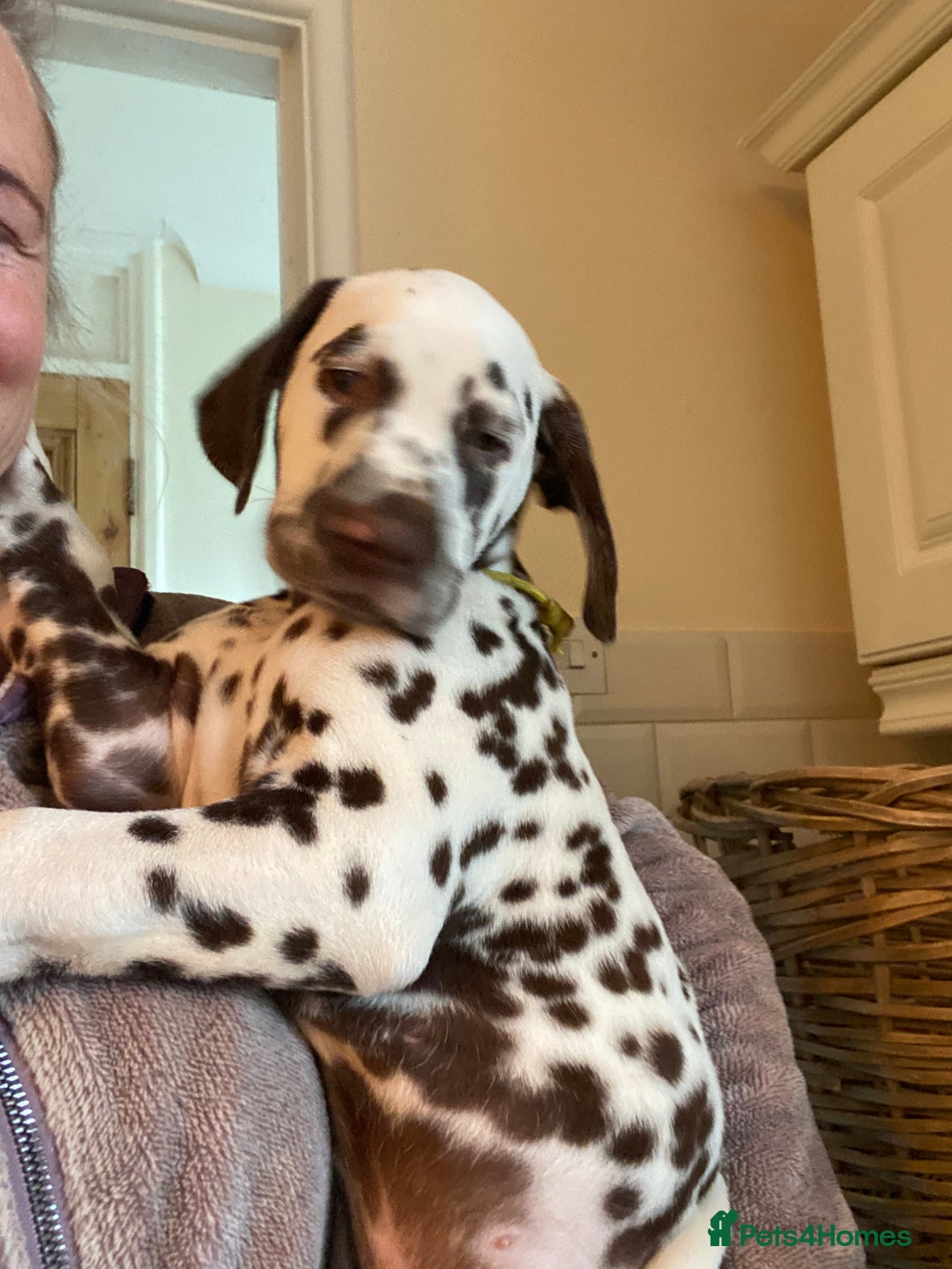 Dalmatian dogs for sale: Top quality show type Dalmatian pups 🐶  - Image 36