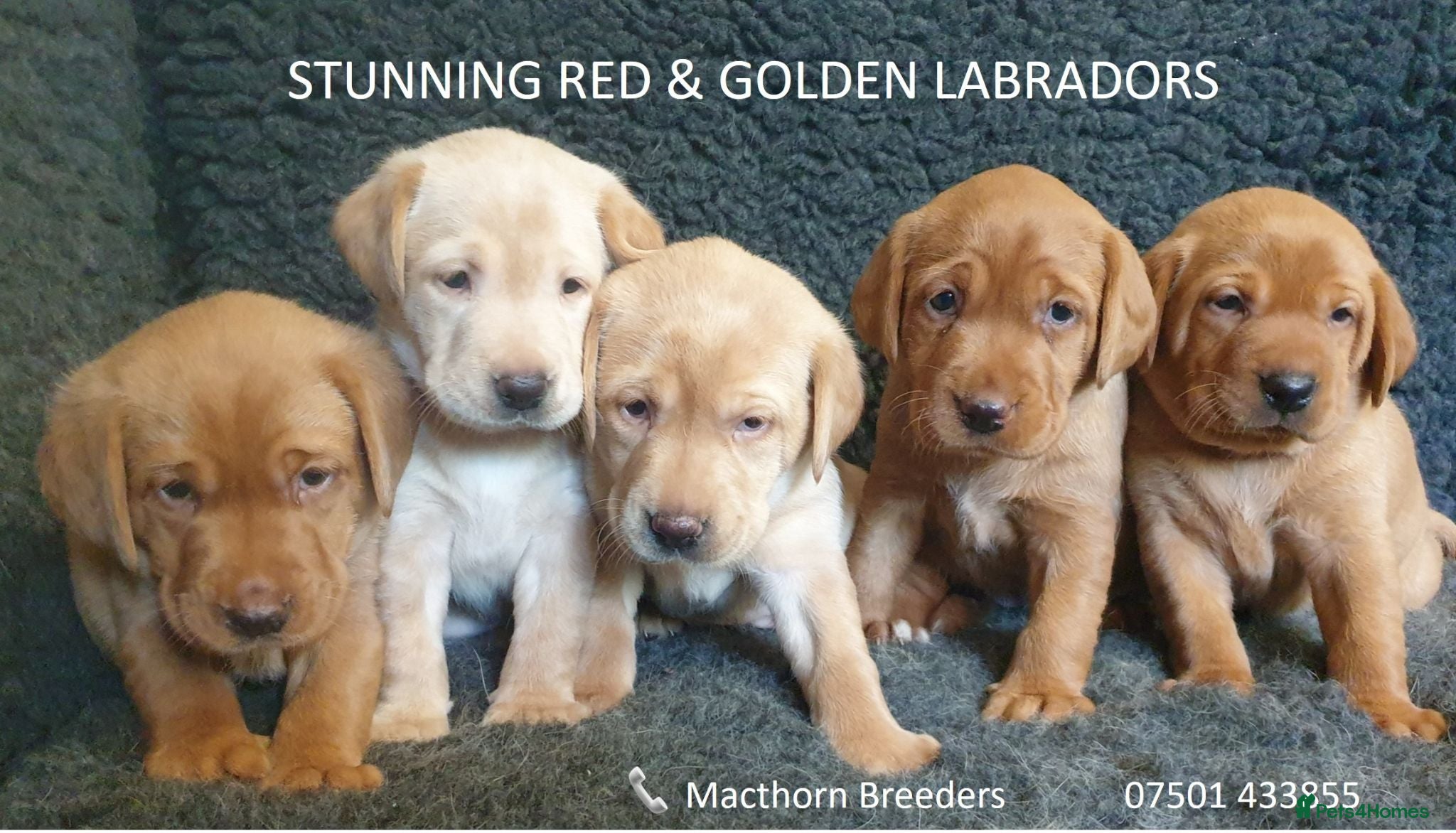 Labrador Retriever dogs Stunning Red/Golden Labs-KC Reg, Health Checked - Advert 8