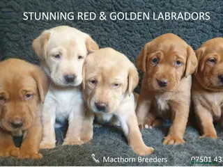 Labrador Retriever dogs Stunning Red/Golden Labs-KC Reg, Health Checked - Advert 11