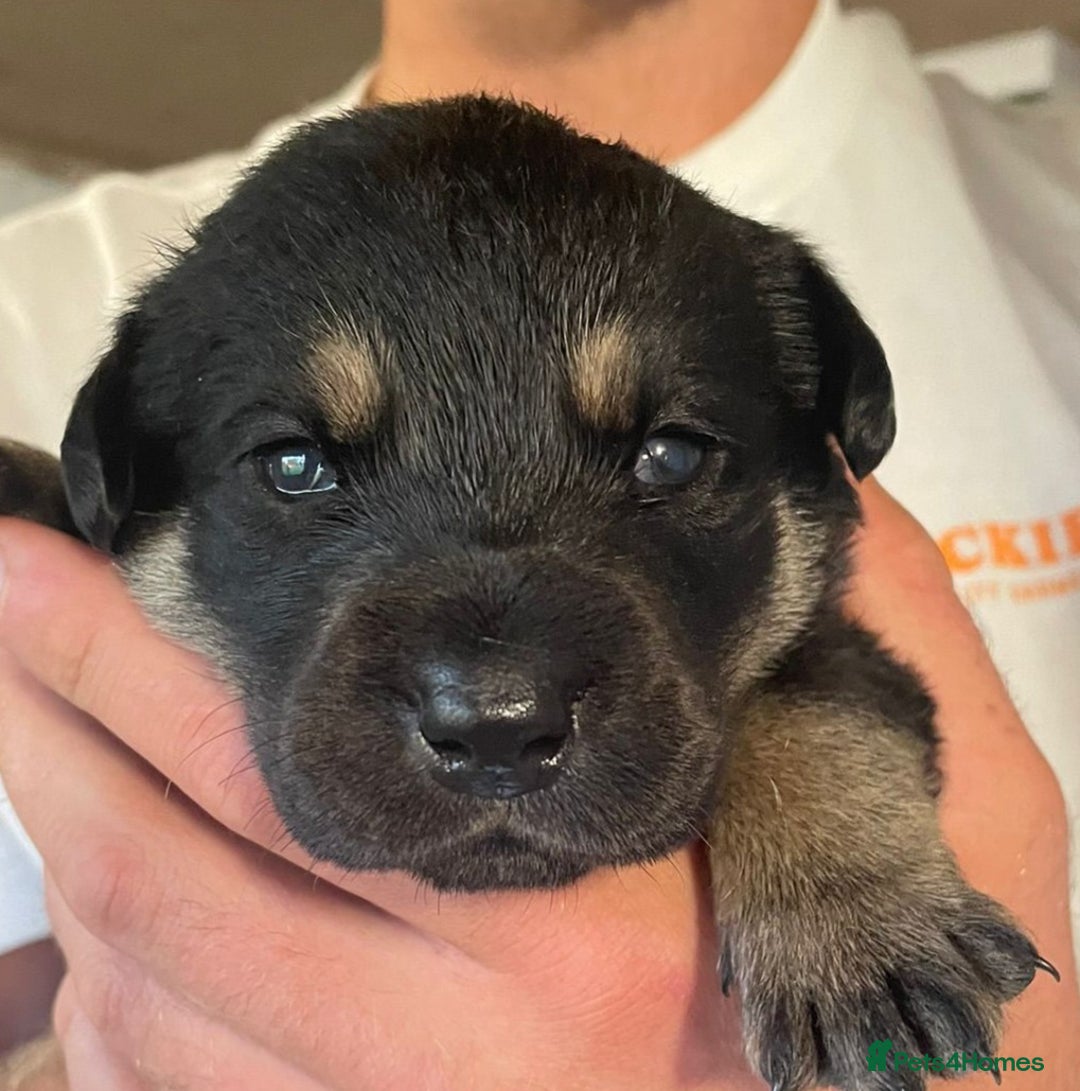 Labrador Retriever dogs for sale: Gorgeous FTCH bred Labrador pups - Image 4