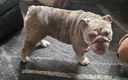 English Bulldog dogs for sale: Fawn Merle English Bulldog Female  - Image 3