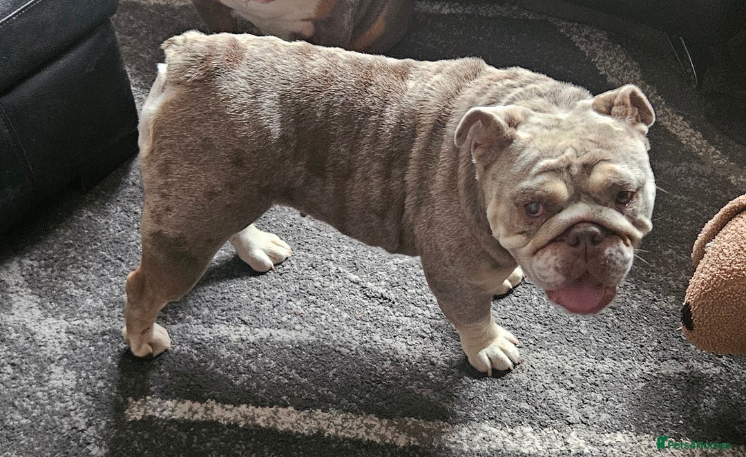 English Bulldog dogs for sale: Fawn Merle English Bulldog Female  - Image 3