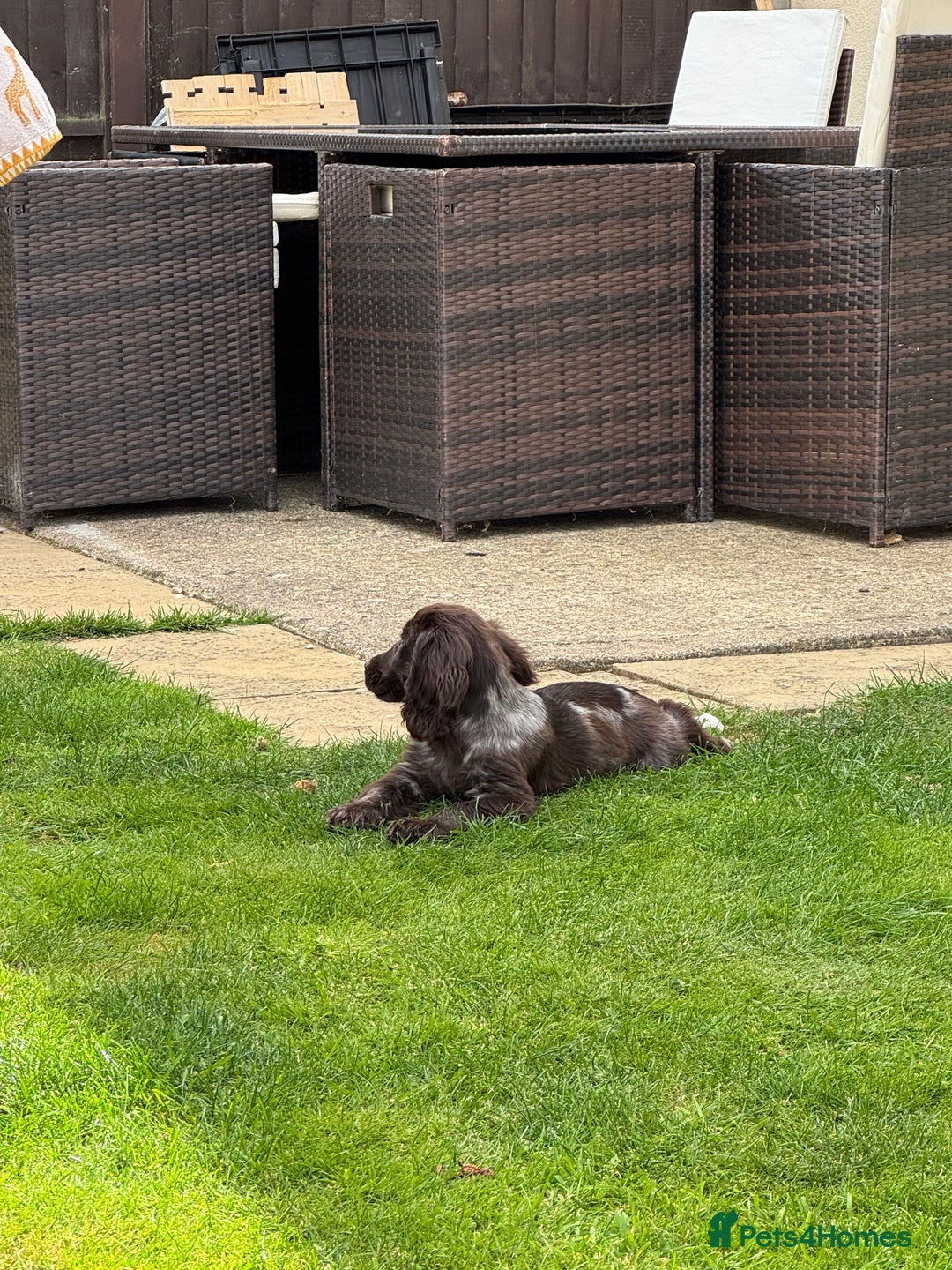 Cocker Spaniel dogs for sale: Cocker Spaniel - 1 Remaining! - Image 3