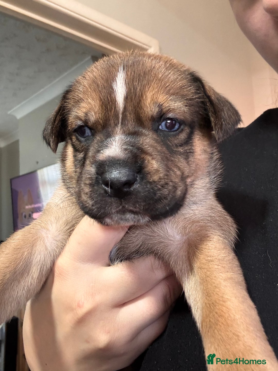 Mixed Breed dogs for sale: RARE BLUE EYE Sholly  ** tiff x Husky  - Advert 16