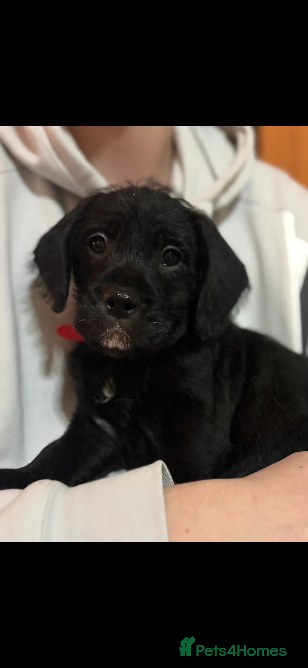 Mixed Breed dogs for sale: Old Tyme English bulldog x poodles “Boodle” pups - Advert 1