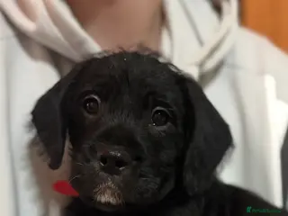 Mixed Breed dogs Old Tyme English bulldog x poodles “Boodle”pups - Advert 2