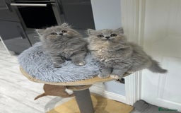 British Shorthair cats for sale: GCCF registered British longhairs and Shorthairs - Image 2