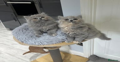 British Shorthair cats - Advert 15