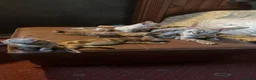 Bengal cats for sale: 🐾 Stunning TICA Registered Bengal Kittens 🐾 - Advert 9