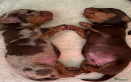 Miniature Dachshund dogs for sale: Miniature daschunds   - Image 3