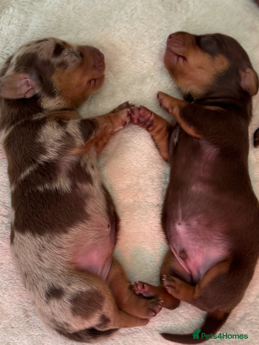 Miniature Dachshund dogs for sale: Miniature daschunds   - Image 3