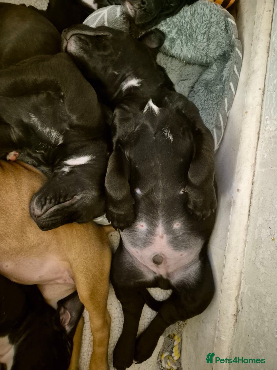 Mixed Breed dogs for sale: Bullmastiff x puppies 🐶  - Advert 6