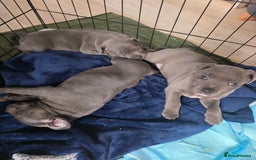 Staffordshire Bull Terrier dogs for sale: Beautiful Blue Staffs KC Registered - Image 1