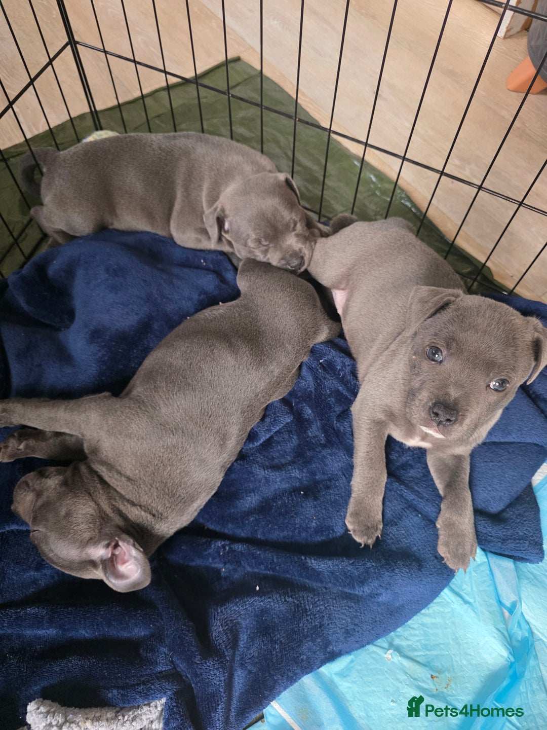 Staffordshire Bull Terrier dogs for sale: Beautiful Blue Staffs KC Registered - Image 1
