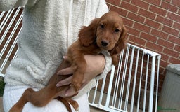 Cocker Spaniel dogs for sale: ‼️REDUCED‼️KC registered Red Cocker Spaniel Pups  - Image 12