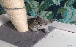 Brazilian Shorthair cats for sale: 2 British Shorthair Brothers  - Image 3
