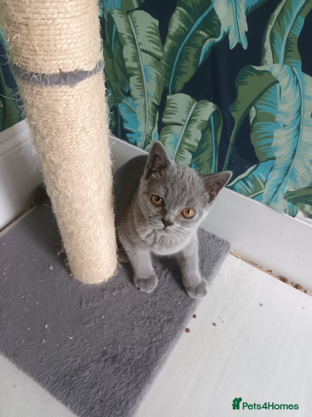 Brazilian Shorthair cats for sale: 2 British Shorthair Brothers  - Image 3