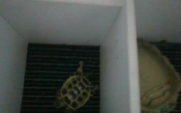 Tortoise reptiles for sale: Horsefield Tortoise - Image 6