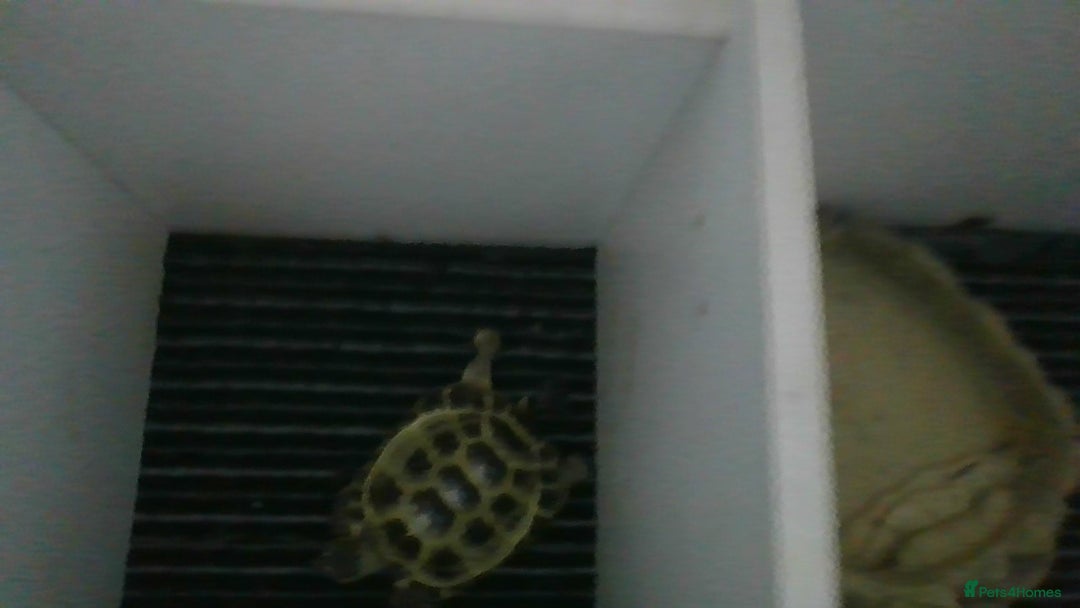 Tortoise reptiles for sale: Horsefield Tortoise - Image 6