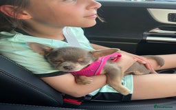 Chihuahua dogs for sale: Reign 9 month old female  - Image 5