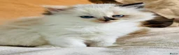 Ragdoll cats for sale: Ragdoll kittens  - Advert 14