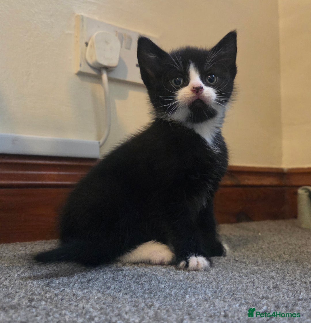Mixed Breed cats for sale: 5 stunning babies ready in just over 2 weeks  - Image 15