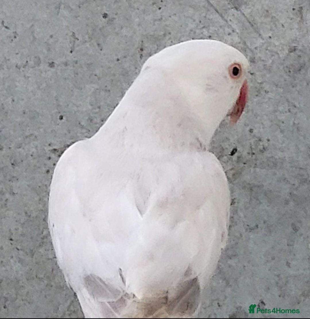 Parrots birds Beautiful rare ringneck talking parrot  - Advert 3