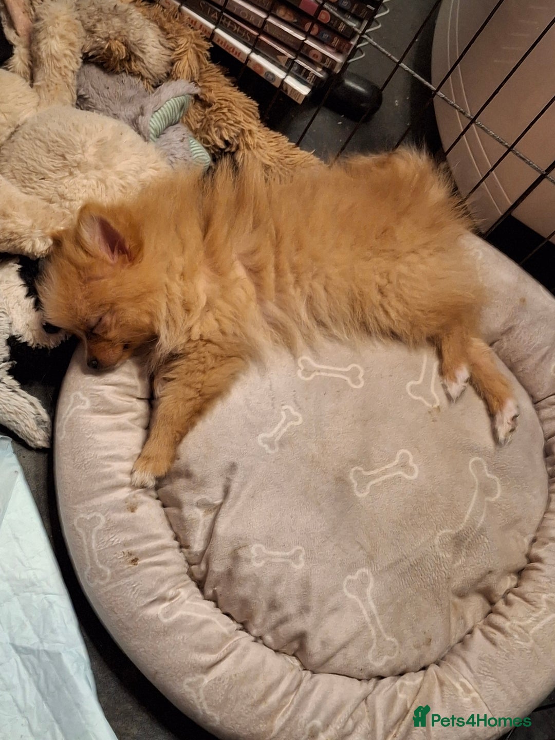 Pomeranian dogs for sale:  WELL BRED ** POMERANIAN - Image 10