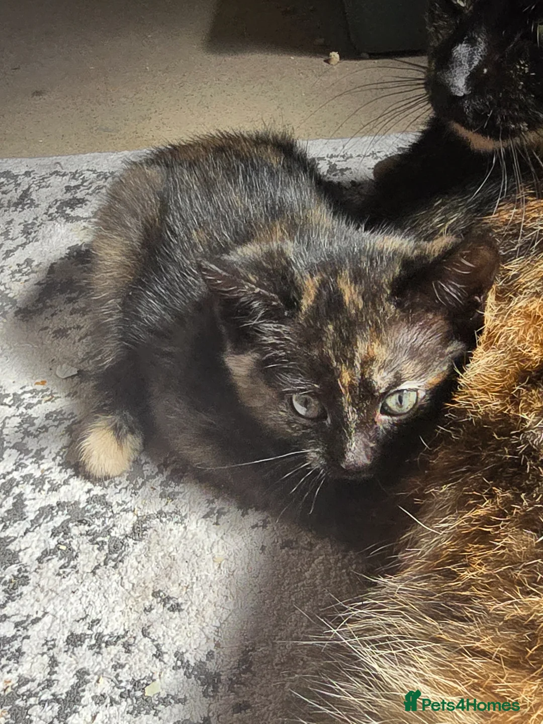 British Shorthair cats for sale: Female kittens Ready for Homes  - Advert 3