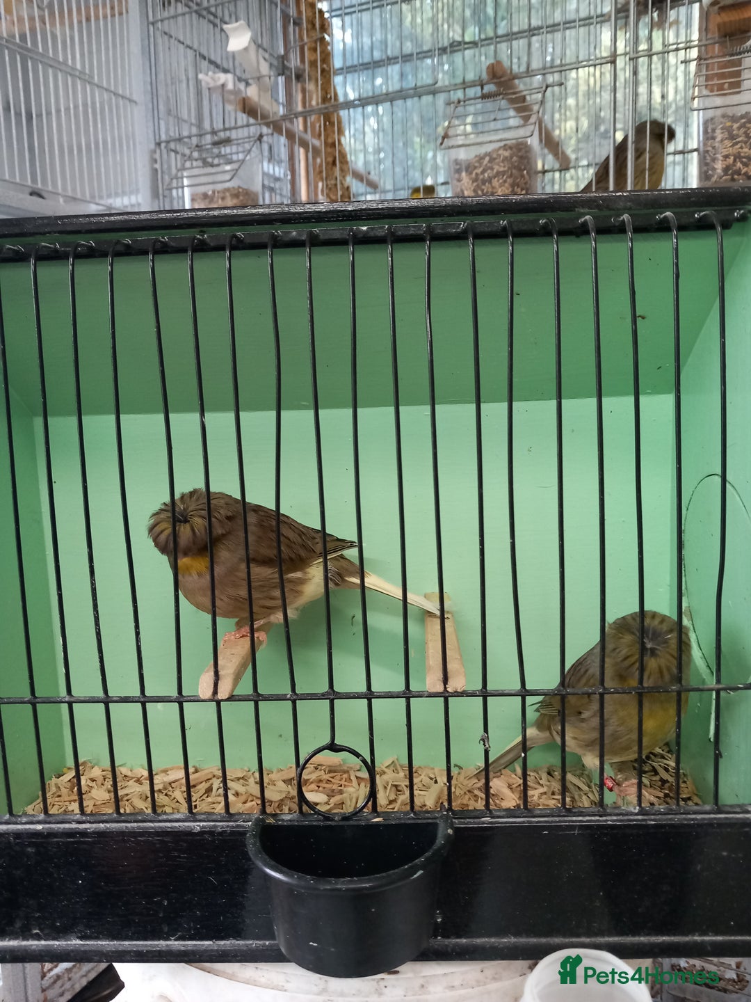 Canaries birds for sale: Canaries - Image 1