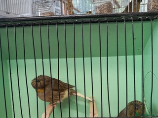 Canaries birds Canaries - Advert 1