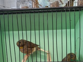 Canaries birds Canaries - Advert 8