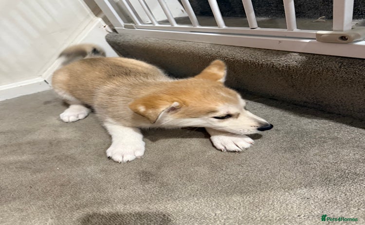 Shepsky dogs - Advert 6