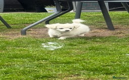 Chihuahua dogs for sale: Gorgeous Long coat MALE WHITE chihuahua.  - Image 22