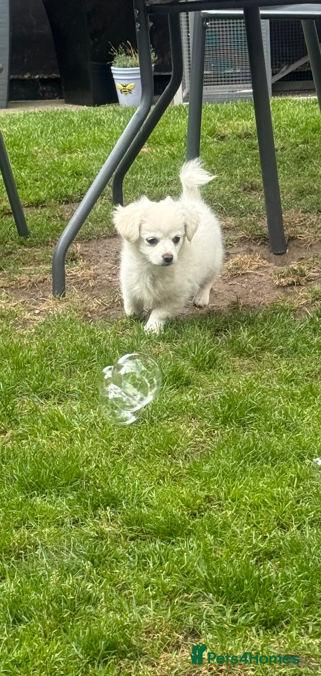 Chihuahua dogs for sale: Gorgeous Long coat MALE WHITE chihuahua.  - Image 22