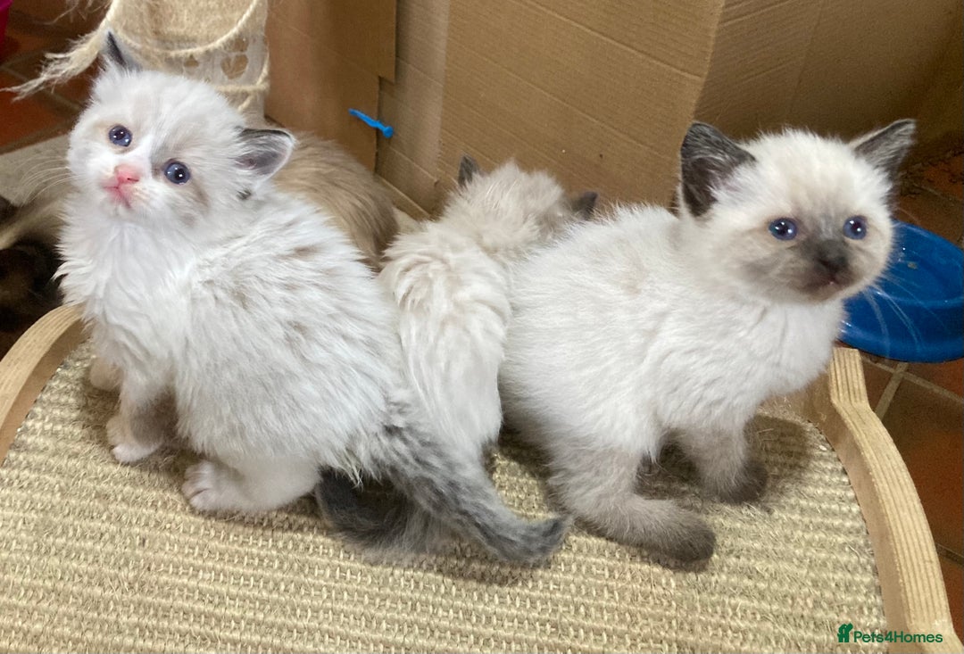 Ragdoll cats for sale: Ragdoll Kittens in Boston - Image 18
