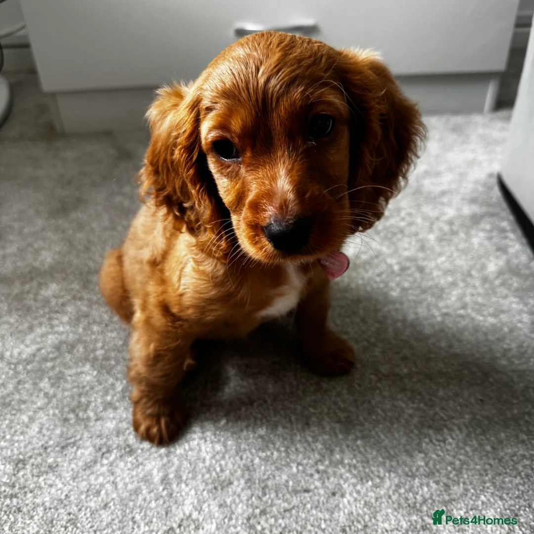 Cockalier dogs for sale: 10 week puppy cockalier  - Advert 5