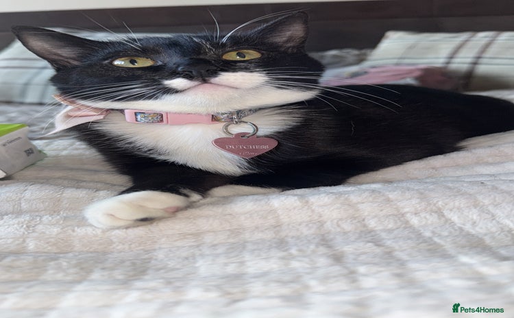 Mixed Breed cats - Advert 10