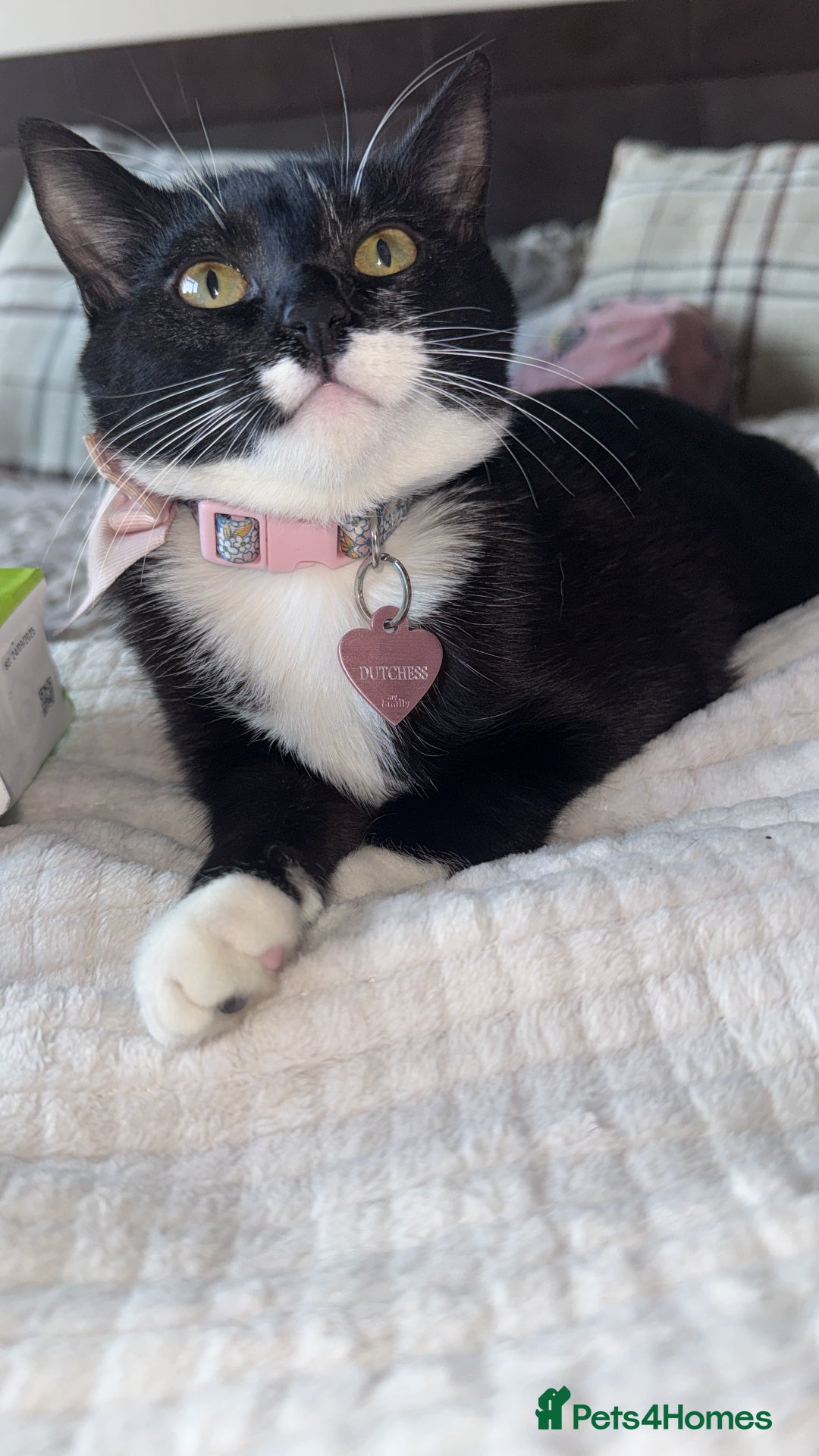 Mixed Breed cats for sale: Duchess - Image 1